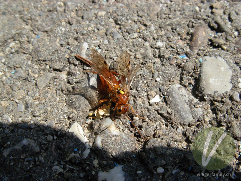 Blattwespe (Thenthredopsis nassata): Übersicht